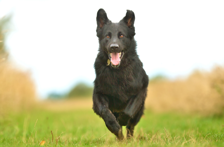 Arthrose beim Hund