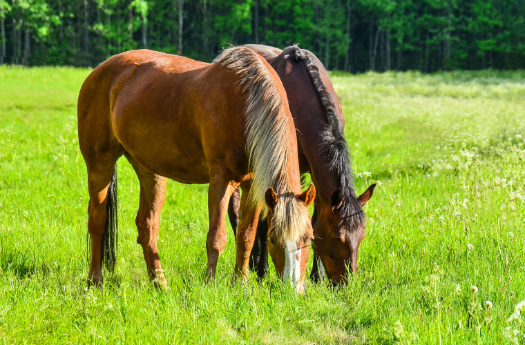Drainage intestinal chez les chevaux