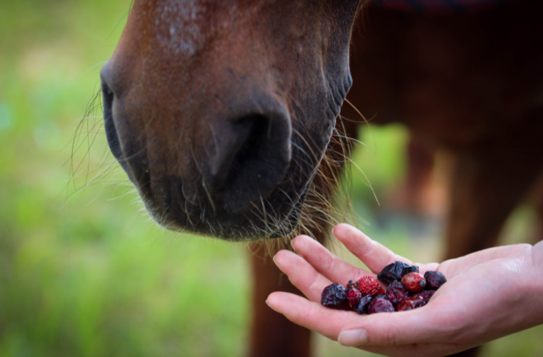 Die Hagebutte – eine Superfrucht?