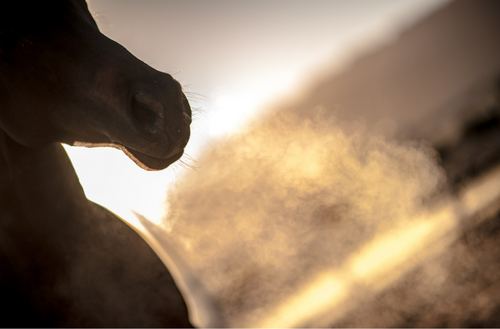 Respiratory diseases in horses