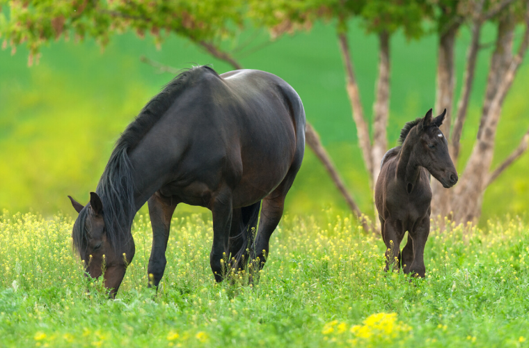 Pregnancy in horses