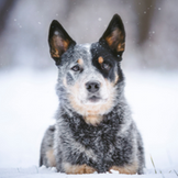 Products for the Respiratory & Immune Systems of Dogs