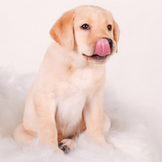 Supplementing Your Dog's BARF Diet