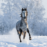 Si le cheval tousse, les voies respiratoires sont généralement irritées ou malades