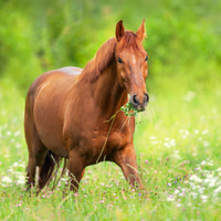 Ideali per migliorare la razione giornaliera del tuo cavallo