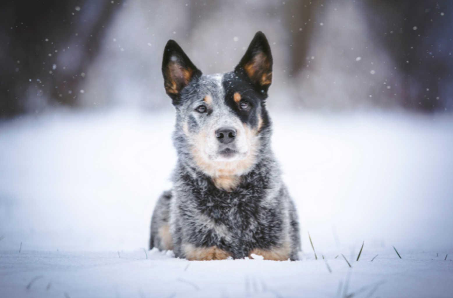 Hunde im Winter