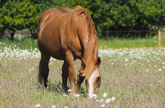 Das alte Pferd