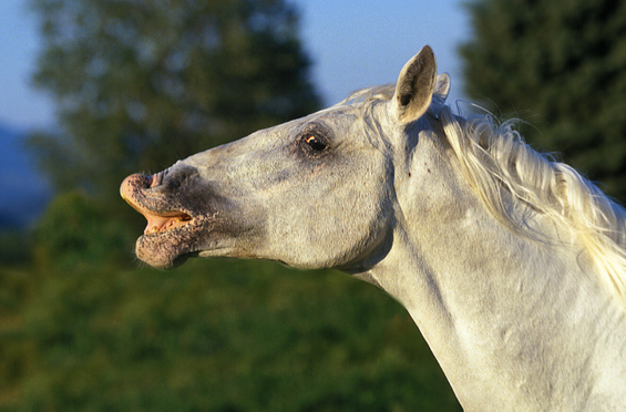 Magengeschwüre beim Pferd