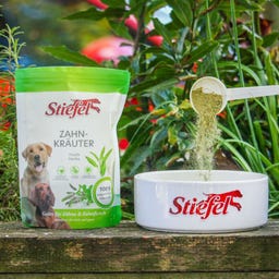 Stiefel Zahnkräuter