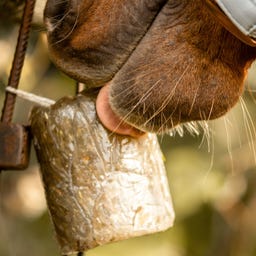 Stiefel Kräuterlix Horse Lick