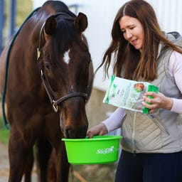 Stiefel Anis, Graines entières