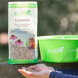 Stiefel Echinacea, geschnitten