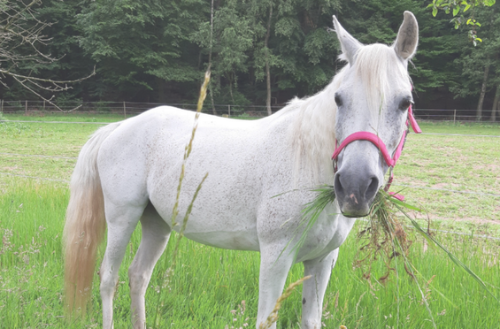 Il mio cavallo e la sua dermatite estiva