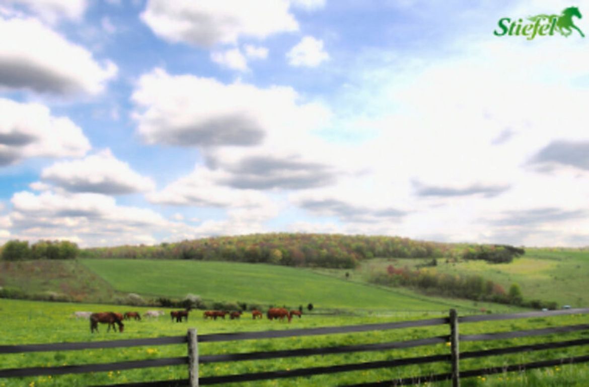 Pour réussir la mise à l'herbe de son cheval au printemps