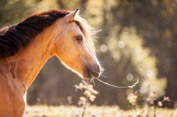 Le système digestif du cheval