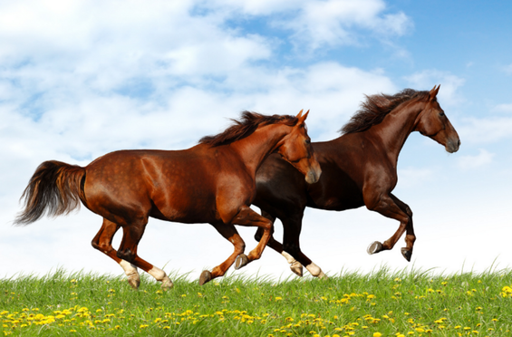 L’huile dans l’alimentation des chevaux