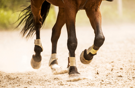 Arthrosis in horses